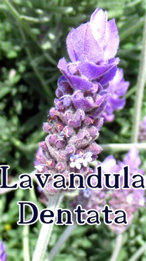 Starlight166 lovingly rambles about Plant Biology