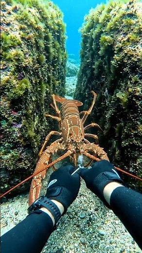 🦞 Extreme Underwater Lobster Catching POV | Deep Sea Diving Adventure 🌊🤿