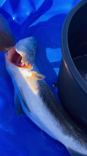 Homemade wading caddy slayed the fish! Check it out. #saltwaterfishing #fishing #saltwaterreel