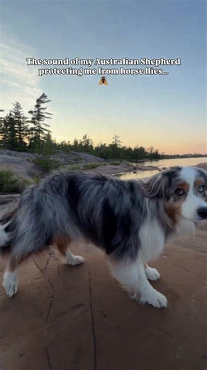 My Australian Shepherd chomping on flies 🪰￼