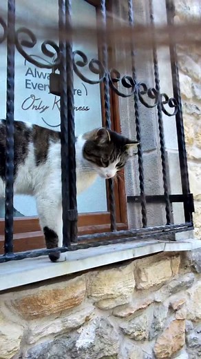 94/500 - Istanbul Through the Lens 🇹🇷 - Keddi I didn’t have any kitty food left on me, I bought some and went back to give some to her but she wasn’t there 🥲. I searched her for a good 30 minutes but couldn’t find her back I hope she’s doing well 🫶 #photography #travel #turkiye #cat #istanbul | ItsBleg