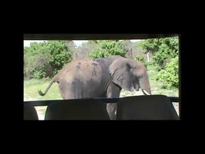 The Farting Elephant