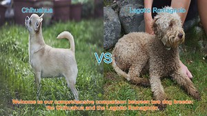Chihuahua vs. Lagotto Romagnolo: A Comprehensive Breed Comparison