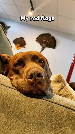 Moose said if he had thumbs, he’d excel at texting