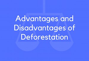 19 Advantages and Disadvantages of Deforestation