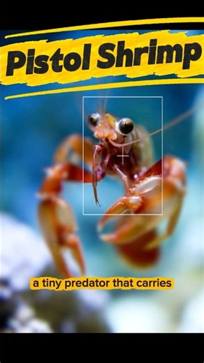 This Shrimp Strikes at 8,000 Degrees 🔥 #viral #shorts #wildlife #ocean #facts #animals