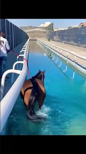 Horses swim to exercise and also to perform better in the competition.