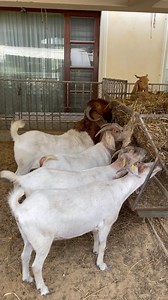 Meet our boer Buck Commando and his adorable family, savoring the goodness of fresh alfalfa hay! 🌾🐐 #goatpurefarms #goatpure #boergoats #saanengoats #kalaharigoats #kamorigoats #gulabigoats #paterigoats #beetalgoats #makhicheenigoats #boerbuck #meatgoats #qurbanigoats #bakraeid #qurabanicollection #meatgoatfarming #heavyweightgoats #heavygoat #fyp #fypシ゚viralシ #viralvideos #reels #goatmeat #biggoats #dairygoatfarm #lalukhetbakramandi #bakramandipakistan #goatfarmingpakistan | Goat Pure Farms