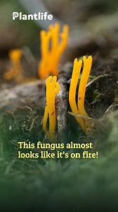 29K views · 160 reactions | Take a look at this stunning fungus Growing out of an old tree stump, these vibrant Yellow Stagshorn fungi almost look like they’re on fire Have you ever spotted one before? Let us know in the comments  Help amplify the voices of our forgotten fungi by donating to our appeal.  https://joinplantlife.org/4eow9eh | Plantlife: saving wild plants | Facebook