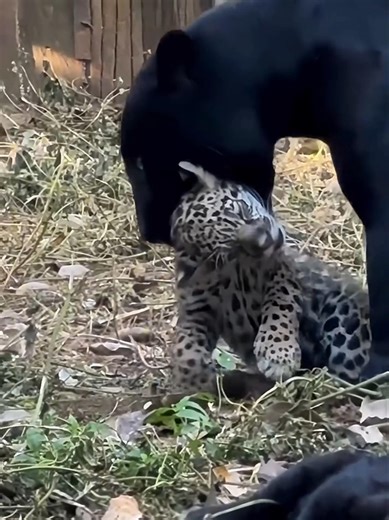 A rare moment of love in the wild 🖤🐾Black panther mom raising two unique cubs ❤️🌿 #yo #BlackPanther