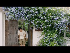 It took me five years to train blue plumbago to climb all over the wall