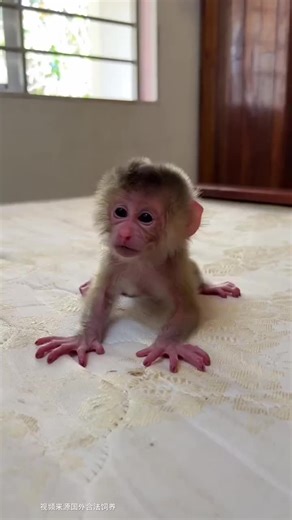 Cute Monkey Learns to Walk