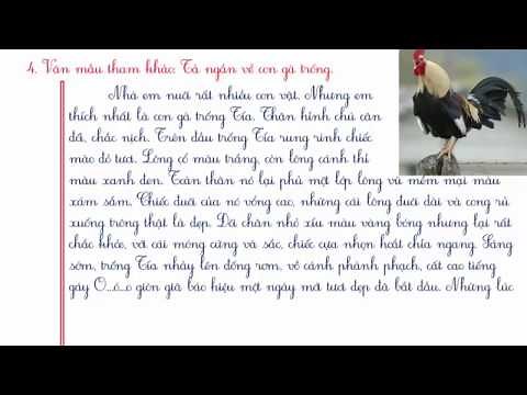 TẢ CON GÀ TRỐNG - TẢ CON VẬT NUÔI MÀ EM YÊU THÍCH