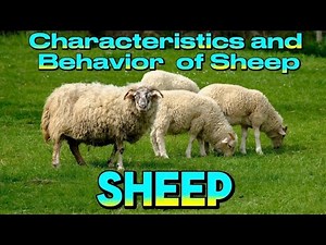 Characteristics and Behavior of Sheep..#sheep #animals