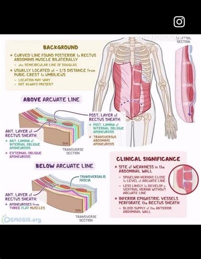 Abdomen ANATOMY PART 5 RECTUS SHEATH 🫡#drvikashgurjar #anatomy #doctor #biology #medicalstudent