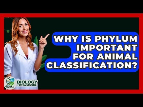 Why Is Phylum Important For Animal Classification? - Biology For Everyone