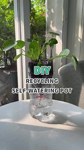 254K views · 3K reactions | Transform your recyclables into a self-watering pot & watch your plants flourish 華  #plants #houseplants #recycling #diy #selfwatering #plantcare | Succulents Box | Facebook