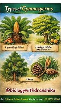 Types of Gymnosperms #gymnosperms #types #ginkgo #conifers #plantkingdom #botanynotes #biology