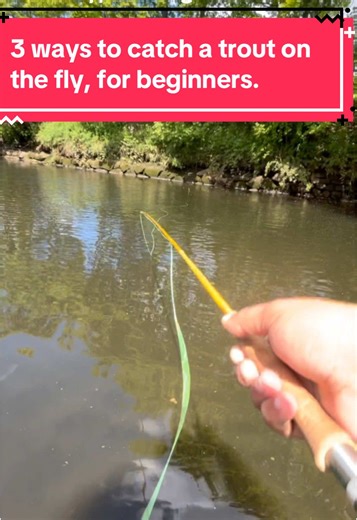3 Effective Methods to Catch Trout for Beginners