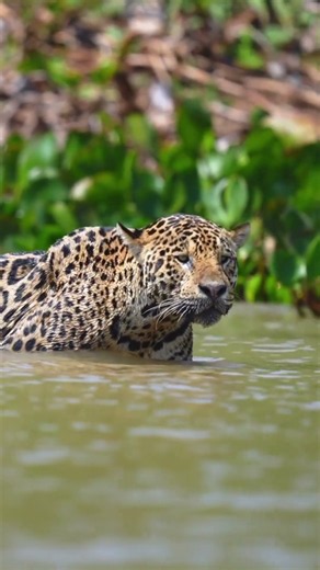3 curiosidades del jaguar que no sabías #shorts