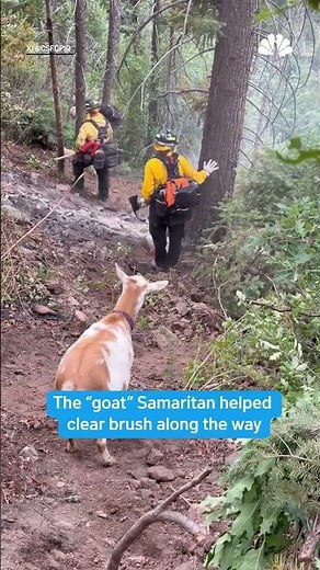 Goat helps crews battle Rock Creek Fire