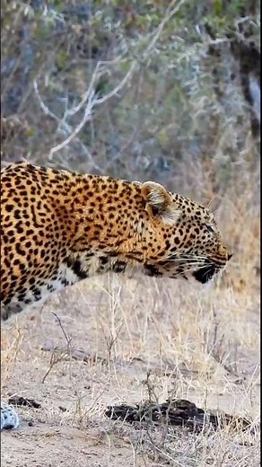 Rasping Leopard Shows Off its Voice