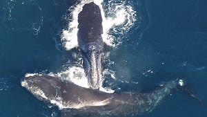 Fishing gear threatens life of young whale months after killing mom: Aquarium