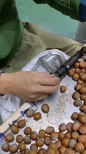 Manually Shelling Hazelnuts – Preparing for Processing