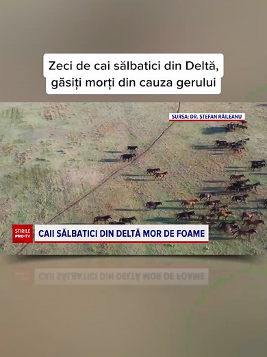 Risc Ecologic în Delta Dunării: Cai Sălbatici Decedați