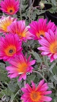 Best plants for an Indigenous South African garden. #garden #indigenous #southafrica