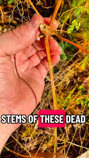 🪲 DO THIS NOW IF YOU HAD PROBLEMS WITH ASPARAGUS BEETLES THIS PAST GROWING SEASON ✅… #foodscape #garden #gardening #asparagus #beetles | The Fruitful Foodscape