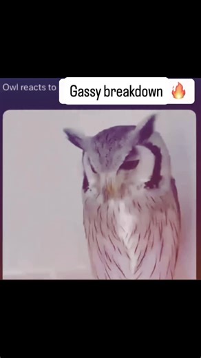 5xl deathcore | Owl reacts to 5xl incredible gassy amulet breakdown #deathcore #5xldeathcore #mince #hatemosh #beatdown #818 #slam #5xl #circlepit | Instagram