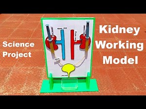kidney working model using syringes and cardboard color paper - diy - diypandit | DIY pandit