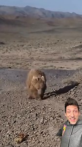 Meet the Gobi Bear | Debate diggest