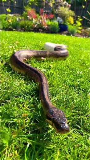 Pied ball python #snake #reptiles