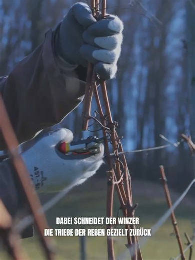 🍇 Gute Weine entstehen nicht erst bei der Ernte – sondern schon Monate vorher. Im Winter beginnt im Rebberg eine der wichtigsten Arbeiten: der Rebschnitt ✂️ Der Winzer entscheidet dabei, welche Triebe bleiben dürfen und wie viele Knospen im Frühling austreiben. Weniger Triebe bedeuten oft weniger Ertrag – aber dafür konzentriertere, aromatischere Trauben. 🍇 So wird der Grundstein für einen großen Jahrgang bereits im Winter gelegt. ❄️🍷 #weinwissen #weinberg #winzerarbeit #weinjahr #weinliebe