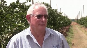 Corona brewer goes local to protect lime ritual in SA