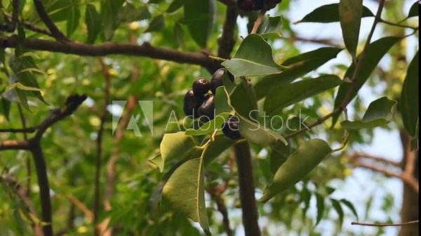 Syzygium cumini fruits in the tree. Its common names Malabar plum, Java plum, black plum, jamun, Indian jamun and jambolan. This fruit has anti diabetic properties.