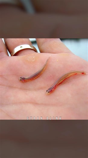 Candiru Fish – Amazon की Vampire Fish 😨 | Dangerous Fish