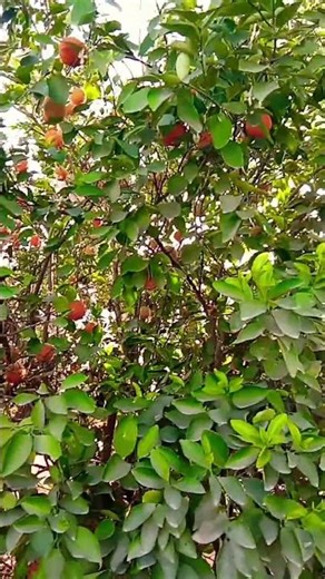 orange #harvesting #nature fruit #nature Orange tree