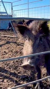 3 aggressive wild boar hogs and 1 sow trapped in South Texas #trapping