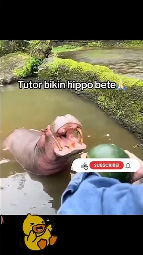 Funny animal hilarious comedy scenes part 968 videos