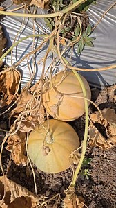 Melon farm 🍈 #melon #farm | Anil Sathvara
