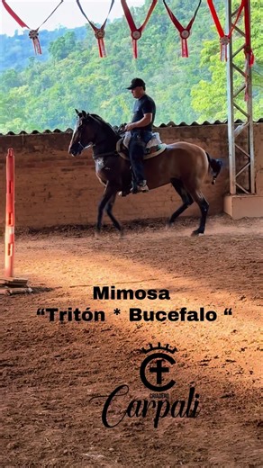 Criadero Carpali on Instagram: "#caballocriollocolombiano #caballos #colegioparaballos #criaderocarpali #equine"