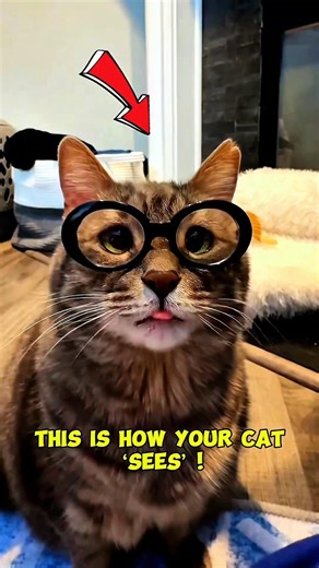 4 Things Your Cat’s Whiskers Are Telling You #facts #cat #shorts #catshorts #catvideos#cats#catfacts