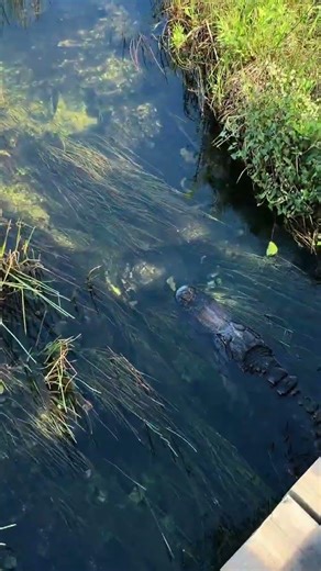 your sign to explore the Everglades 🐊🌴 I didn’t expect Florida to look like THIS… from palm beach