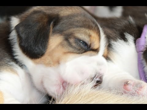Beagle Puppies Drink Milk From Their Mother.