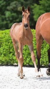 #zangersheideonlineauctionstud2000 📢 Attention please 📢 This stunning filly by CHACCO BLUE is out of the world famous VAN ‘T ROOSAKKER damline 🤩 𝓒𝓸𝓻𝓭𝓲𝓼 2000 𝓩 is the grand daughter of GATOUCHA VAN’T ROOSAKKER, dam of the international jumpers ATTOUCHA, TINKOUCHA HERO Z, H5 ALANA HERO Z and many more ⭐️ The damline then goes back to ATOUCHA VAN ‘T ROOSAKKER, who is the dam of Olympic ELECTRA VAN ‘T ROOOSAKKER: no more words needed to introduce this pretty girl ! https://www.zangersheide