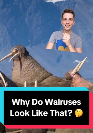 Can science explain why walruses look so scary? Yes, it absolutely can 😎 #walrus #wildlife #nature #animals #animalfunfacts