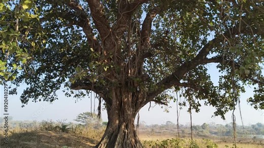 Giant banyan tree. Tree of Life, Amazing Banyan Tree. A banyan, also spelled"banian''is a fig that begins its life as an epiphyte a plant that grows on another plant.Indian banyan, which is the nation